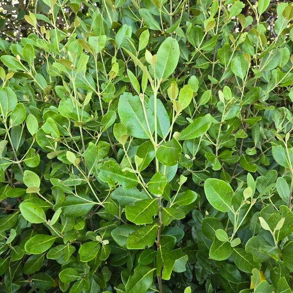 Avicennia marina Leaf