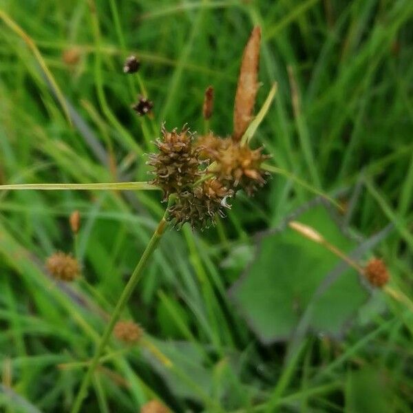 Carex oederi Blodyn