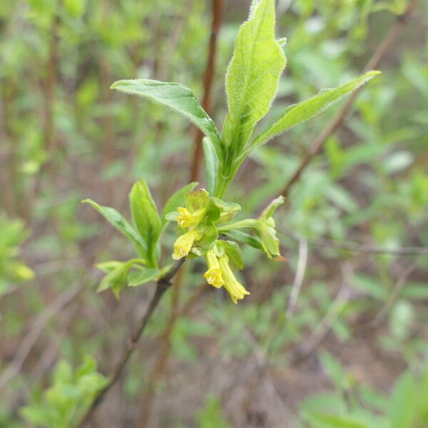 Lonicera involucrata Žiedas