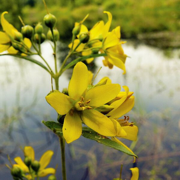 Lysimachia vulgaris Õis