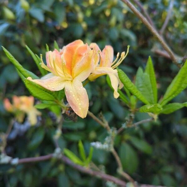 Rhododendron calendulaceum Flower