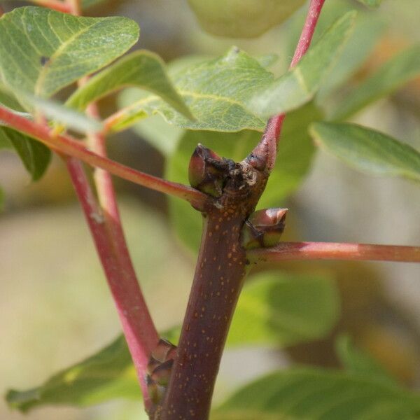 Pistacia terebinthus Gyümölcs