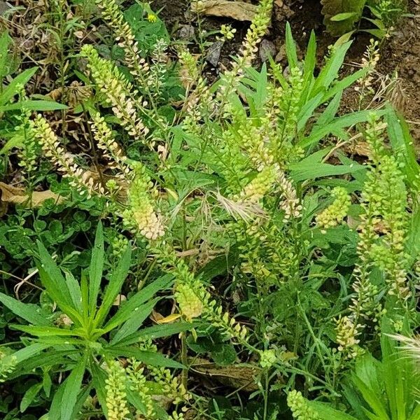 Lepidium densiflorum Flower