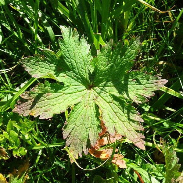 Geranium sylvaticum Leaf