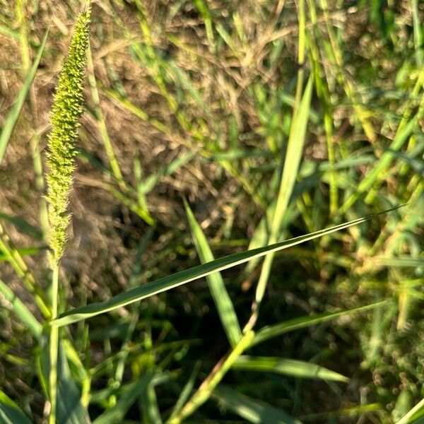 Setaria verticillata ফল