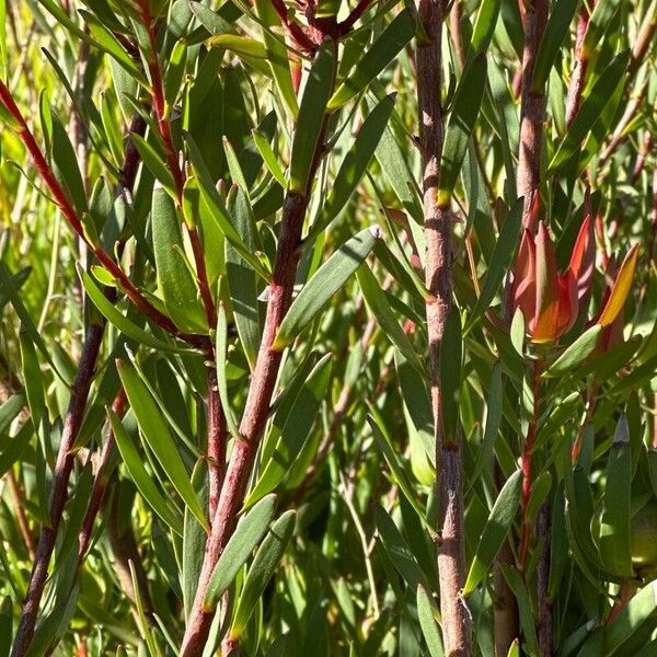 Leucadendron salignum 树皮