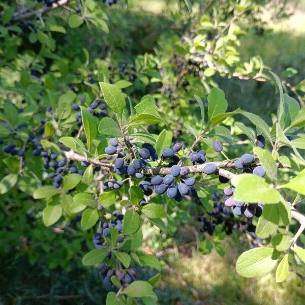 Forestiera pubescens Vrucht