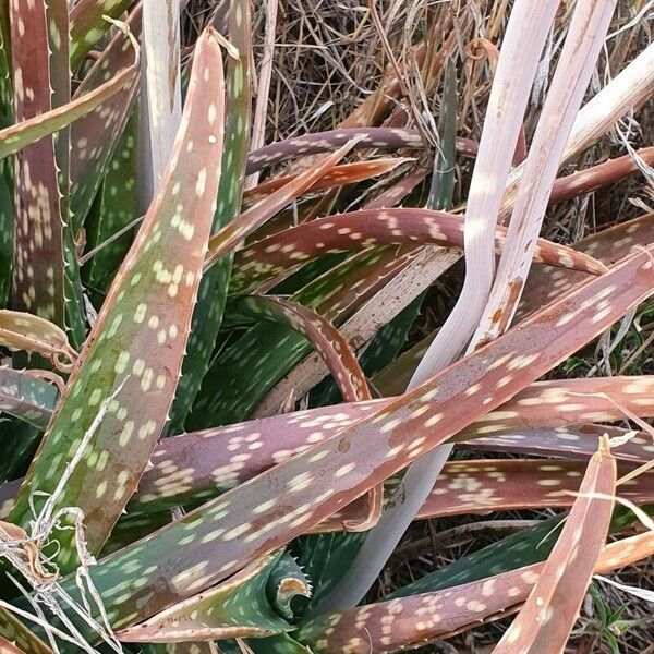 Aloe ellenbeckii Leaf