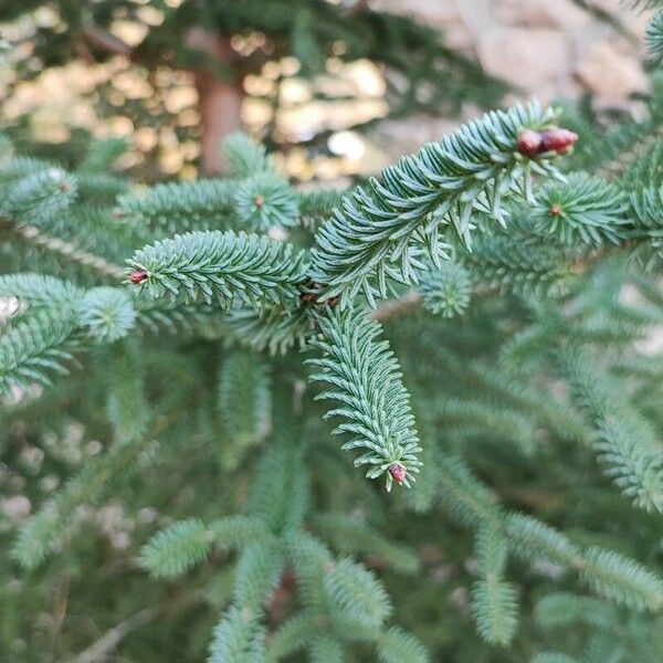 Abies pinsapo Leaf