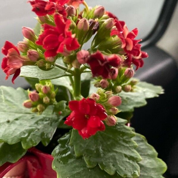 Kalanchoe crenata Flor