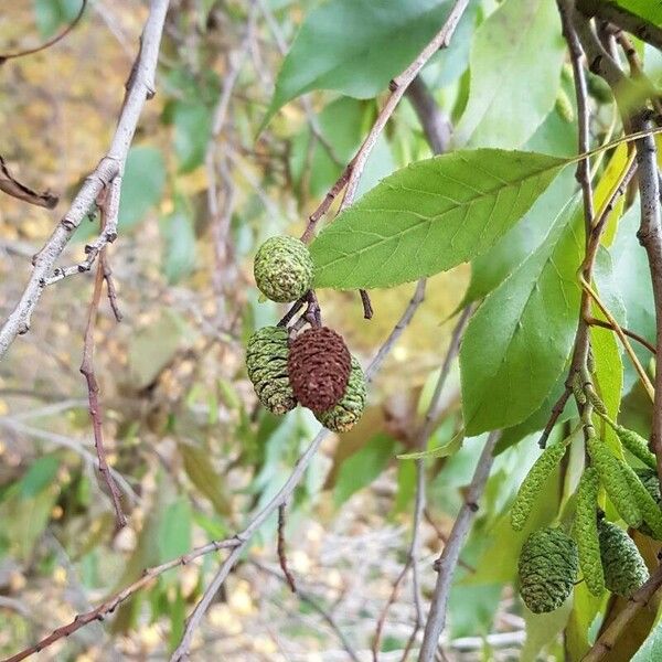 Alnus japonica Fruto