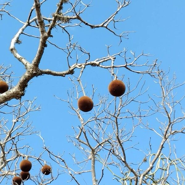 Adansonia grandidieri Froito