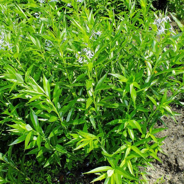 Amsonia tabernaemontana Staniste