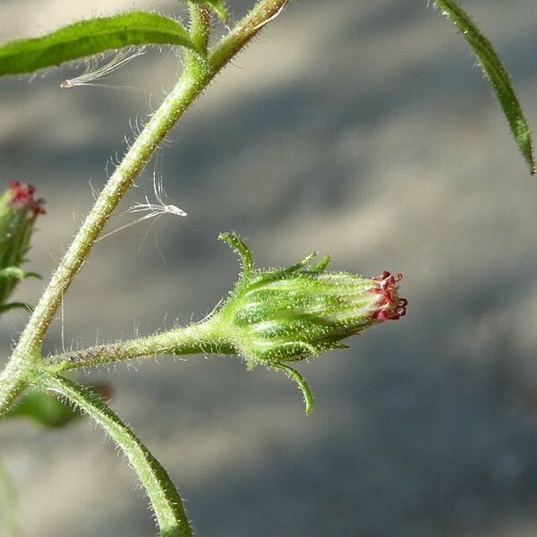 Dittrichia graveolens Écorce