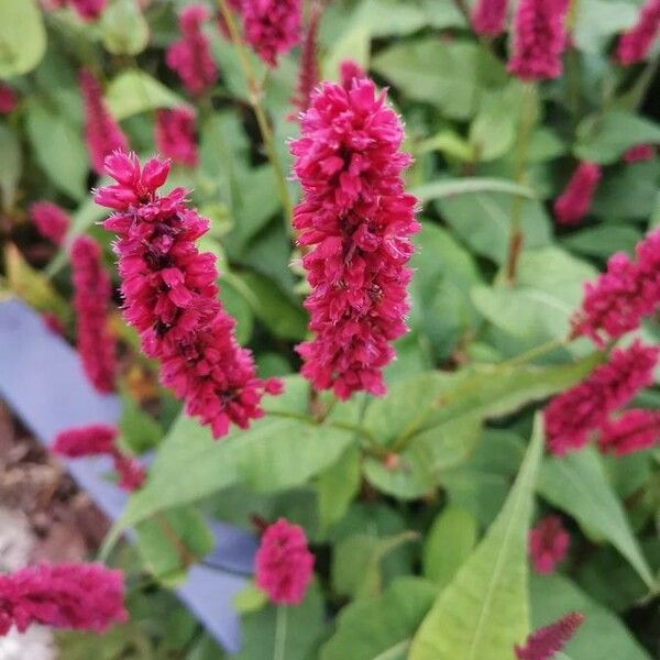 Persicaria orientalis Fleur