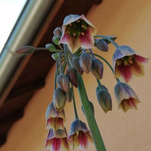 Allium paniculatum Flower