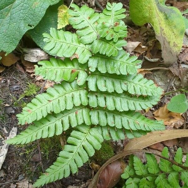 Dryopteris remota ᱥᱟᱠᱟᱢ