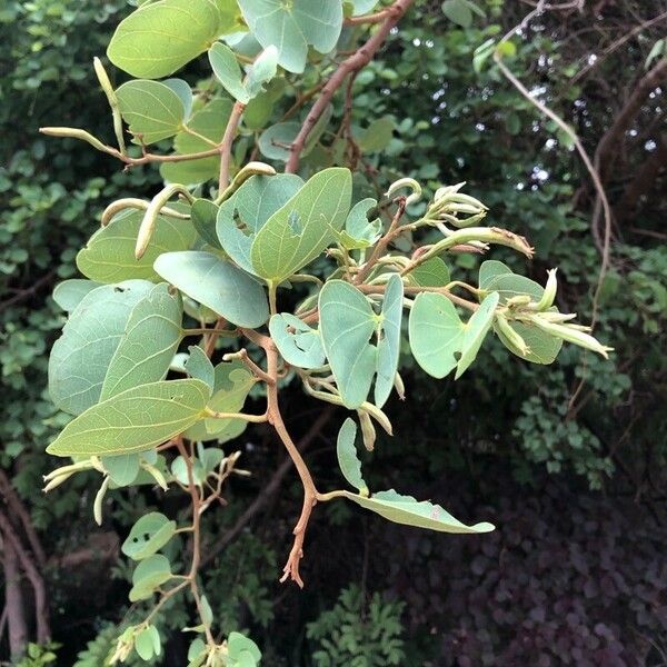 Piliostigma thonningii Φρούτο