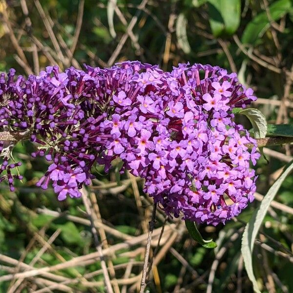 Buddleja davidii Flor