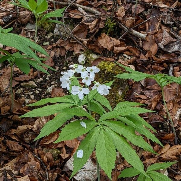 Cardamine heptaphylla Habitus