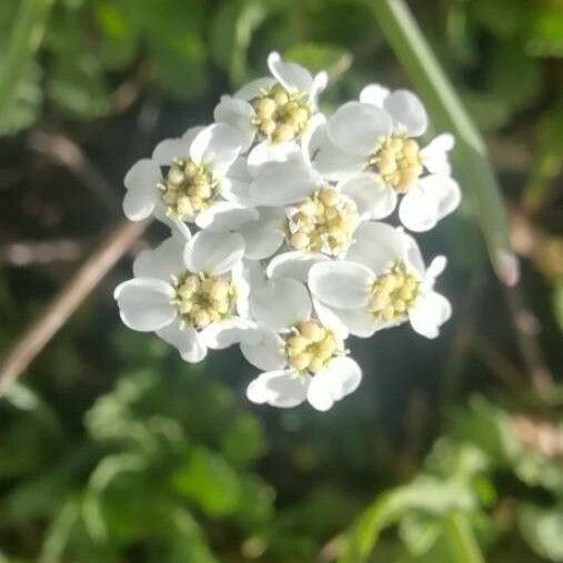 Achillea erba-rotta Квітка