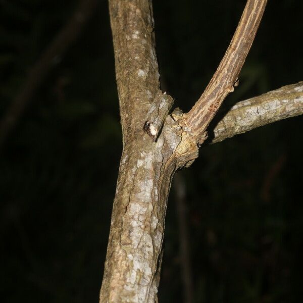 Machaerium floribundum Cortiza