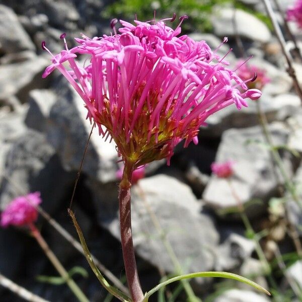 Centranthus lecoqii Цветок