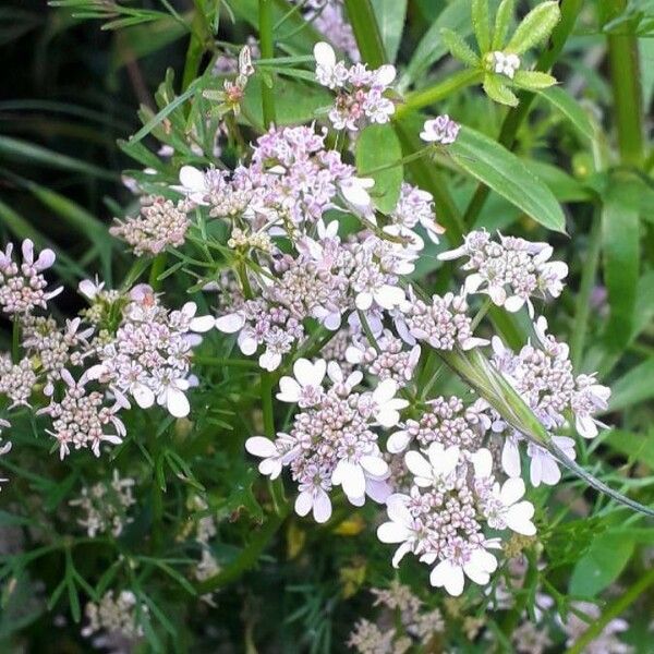 Coriandrum sativum Fiore