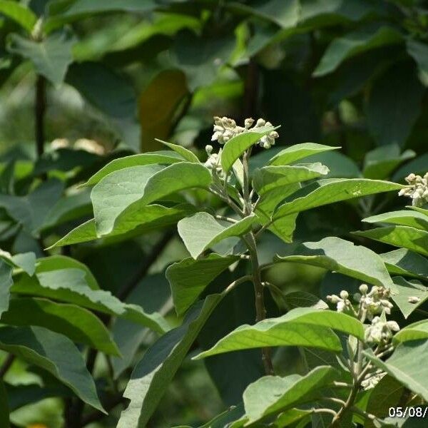 Holarrhena pubescens Blomma