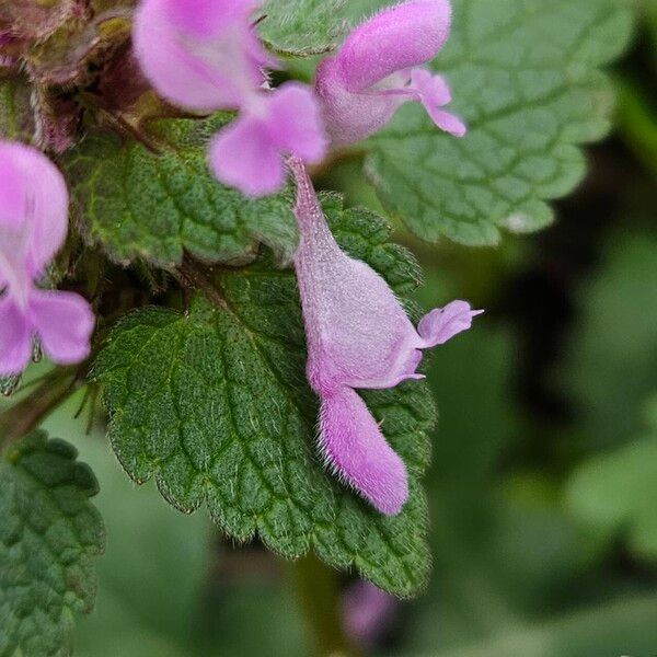 Lamium purpureum Flors