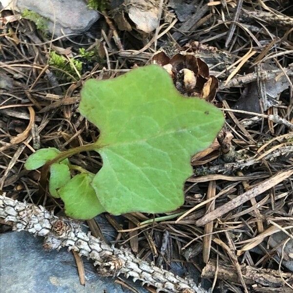 Adenocaulon bicolor Feuille