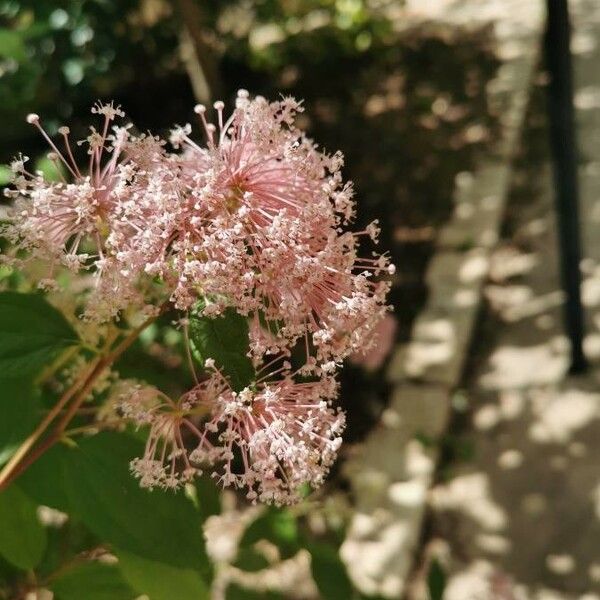 Ceanothus americanus Flors