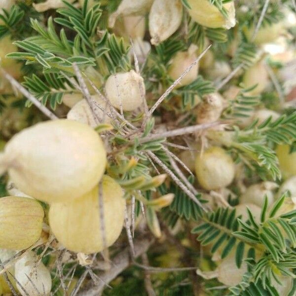 Astragalus armatus Leaf