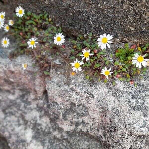 Bellium bellidioides Habitus