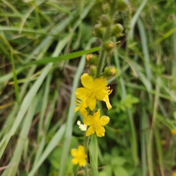 Agrimonia eupatoria Flower