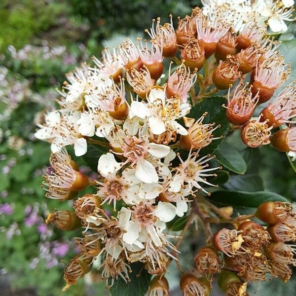 Artemisia absinthium Flower