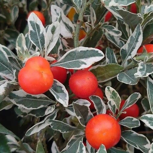 Solanum pseudocapsicum 其他