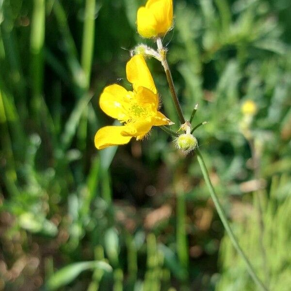 Ranunculus lanuginosus Λουλούδι