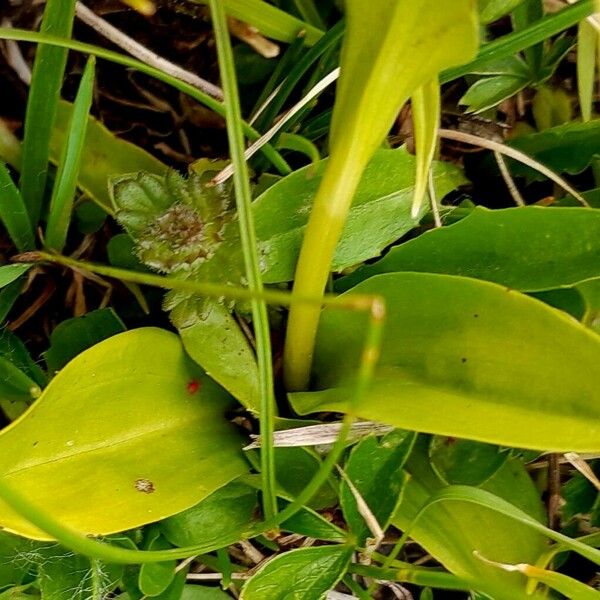 Dactylorhiza viridis Levél