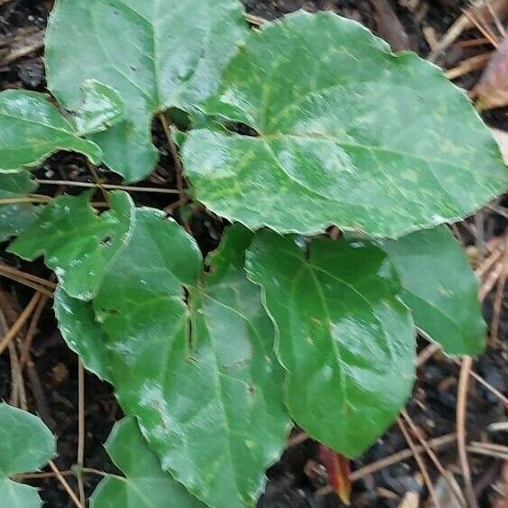 Epimedium perralderianum Blad