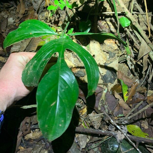 Philodendron pedatum Feuille