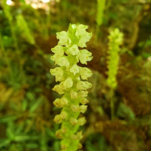 Goodyera pubescens Flower