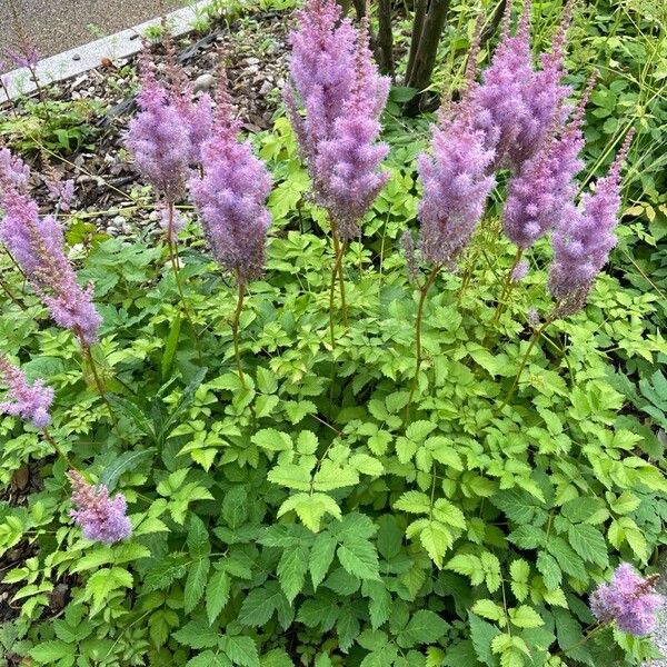 Astilbe rubra Habit