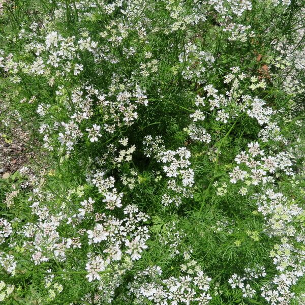 Pimpinella anisum Hábito