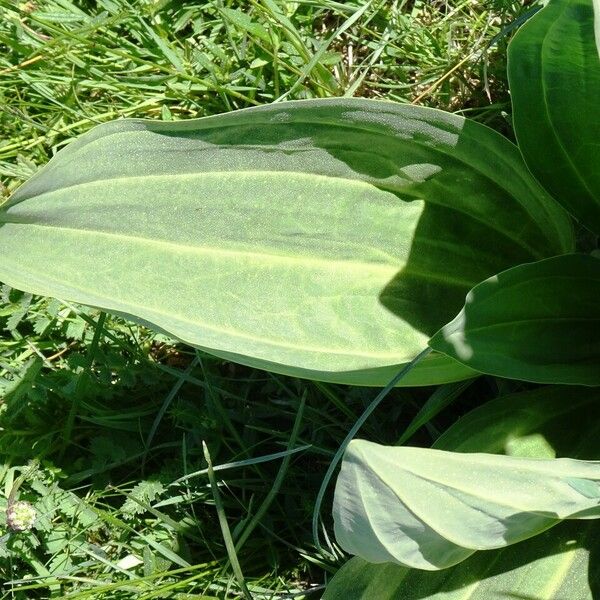 Gentiana lutea Leaf