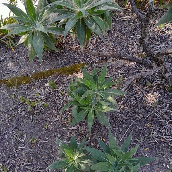 Echium wildpretii Habitatea