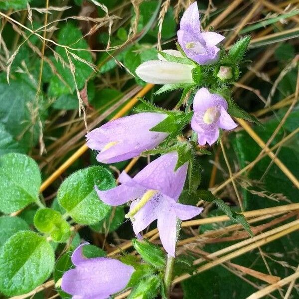 Campanula trachelium Blüte