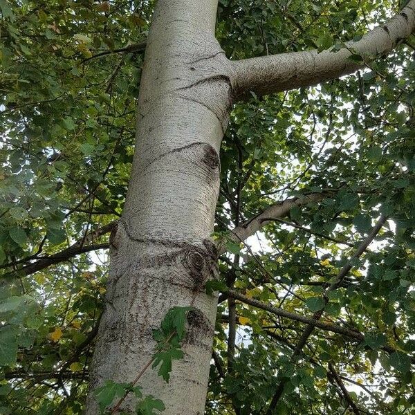 Populus tremula Bark