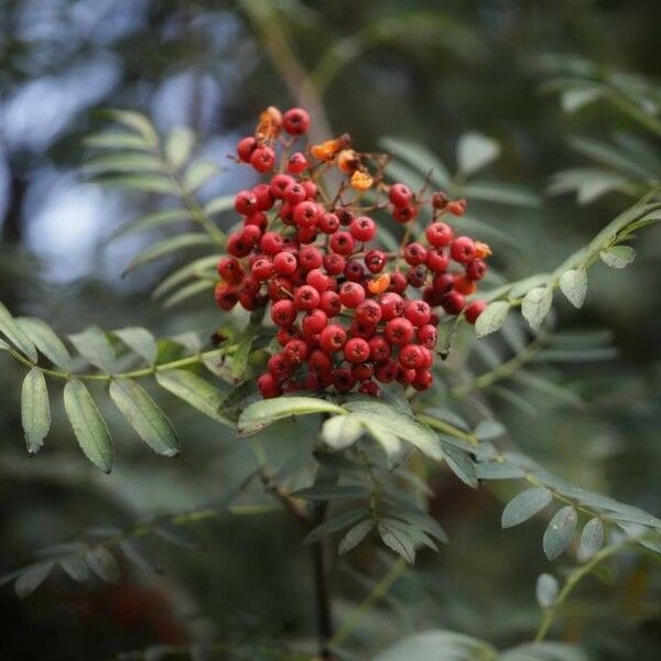 Sorbus aucuparia Frugt