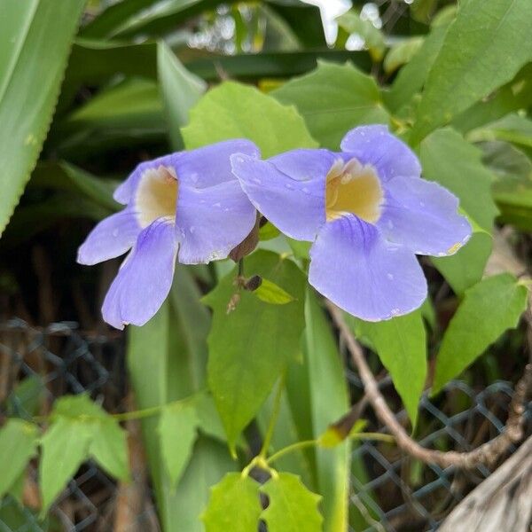 Thunbergia grandiflora Flors